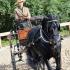Nashoba Carriage Classic